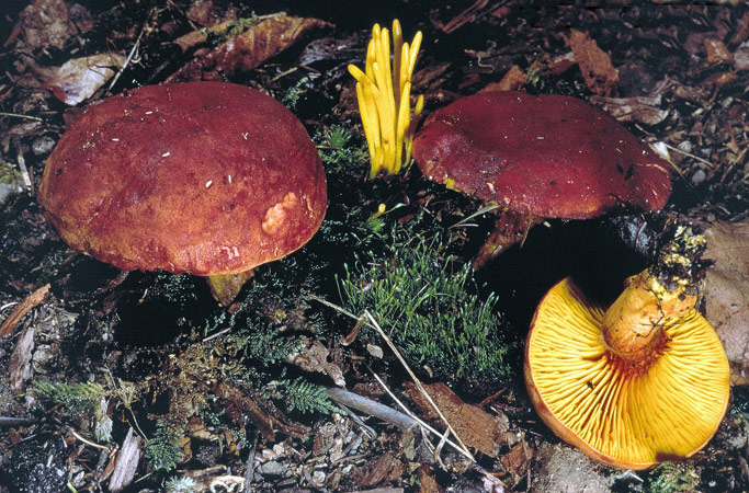 Phylloporus rhodoxanthus